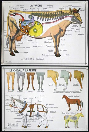 a horse anatomy chart with pictures of the parts of the body
