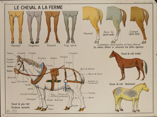 a horse diagram showing different types of horses