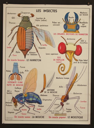 a poster with insects and names