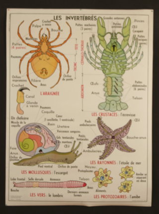 a poster with different types of animals