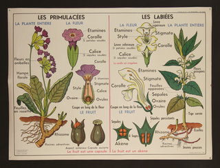 a poster with flowers and plants