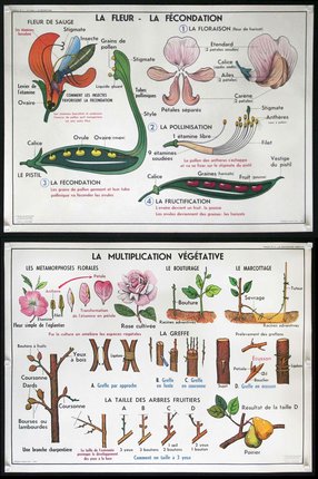 a poster with pictures of plants and flowers