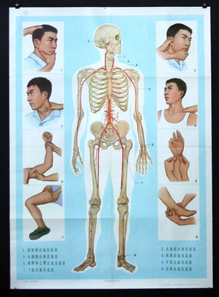 a poster of a human body