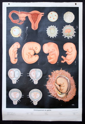a diagram of human fetus
