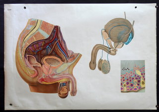 a diagram of the internal organs