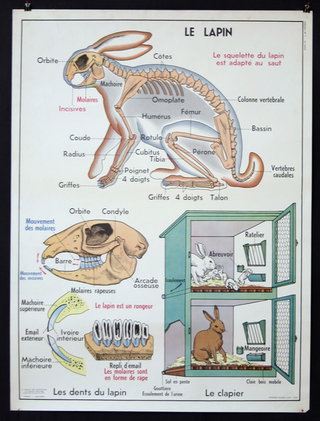 a poster with a rabbit skeleton