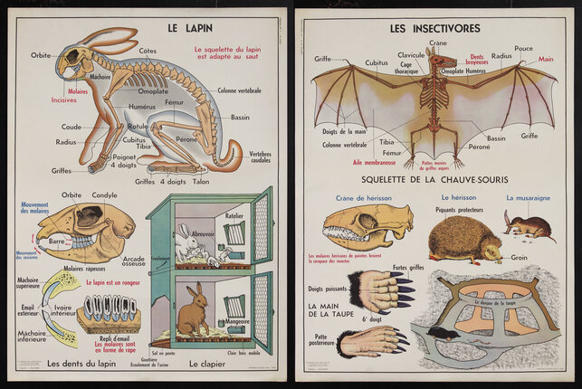 posters with a rabbit skeleton and bat skeletons