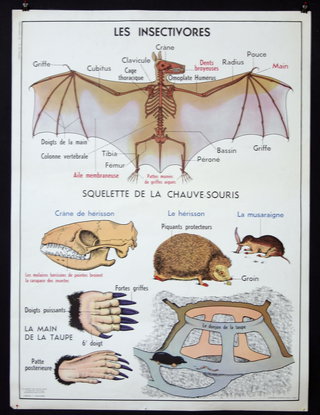 a poster with a skeleton of a bat and animal