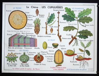 a poster with plants and leaves