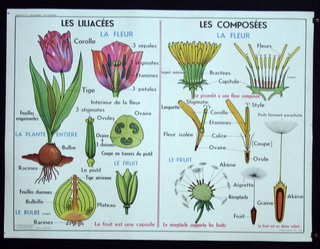 a diagram of flowers and plants