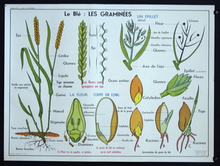 a diagram of plants and seeds
