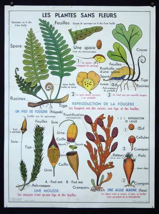 a poster with plants and flowers
