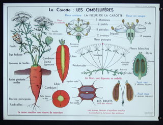 a diagram of a plant