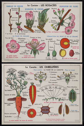 a diagram of a plant