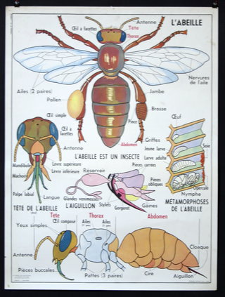 a poster with a bee and its parts