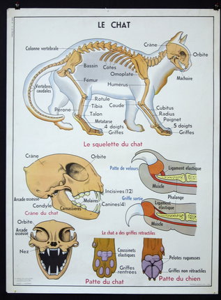 a poster with text and pictures of a cat skeleton