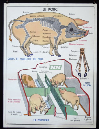 pig diagram of pig with pig's bones