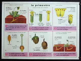 a poster with pictures of plants