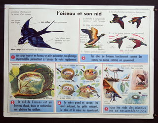 a poster with pictures of birds and text