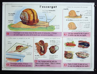 a poster with pictures of snails and snails