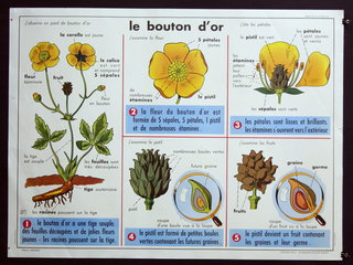 a poster with flowers and parts of plants