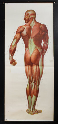 a poster of a man's body