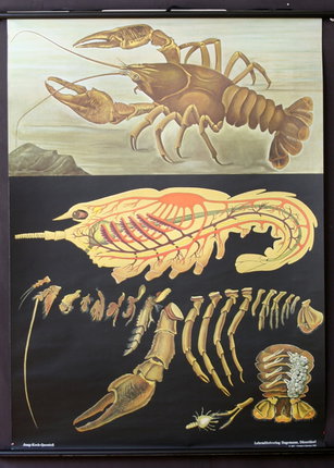 a poster of a lobster skeleton