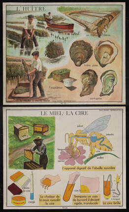 posters of a man working collecting oysters and stages of honey farming.