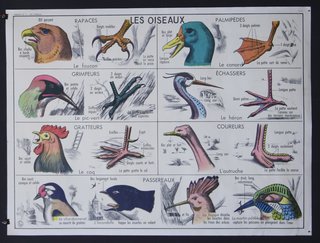 a poster with different types of birds