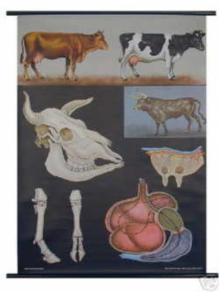 a poster with different animals