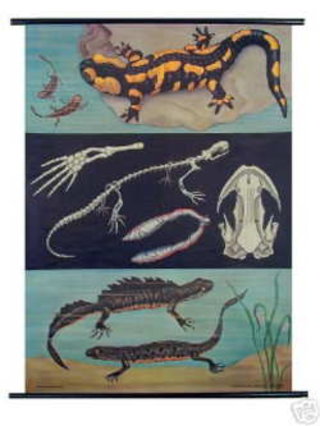 a poster of a variety of reptiles