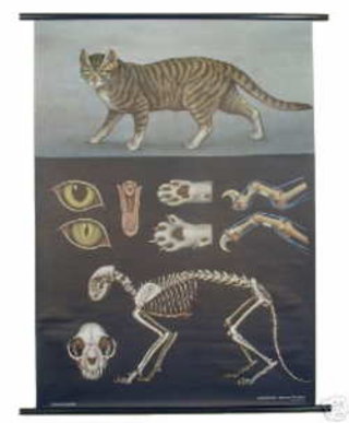 a cat skeleton and skeleton of a cat