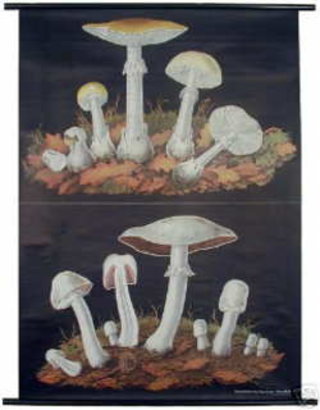 a group of mushrooms on a black background