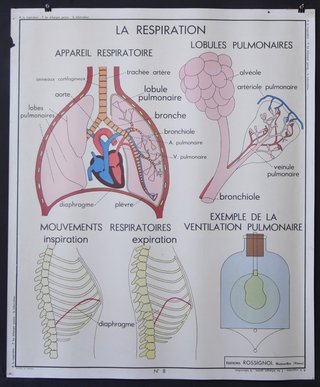 a poster with different organs