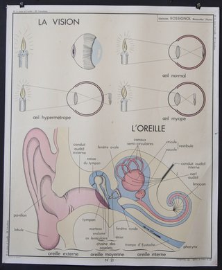a diagram of the human ear