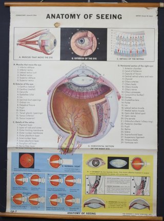 a diagram of the eyeball
