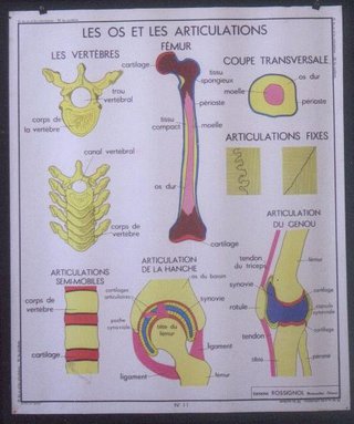 a poster with different parts of the human body