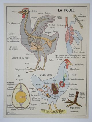 a diagram of a chicken