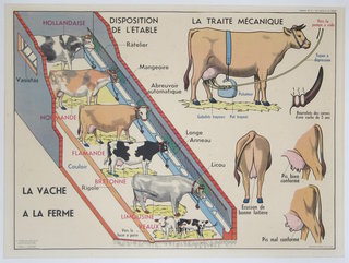 a diagram of cows and cows