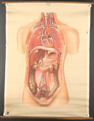 a diagram of the internal organs of a human body
