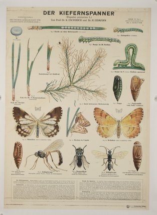 a poster of insects and plants
