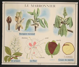 a poster with a variety of plants