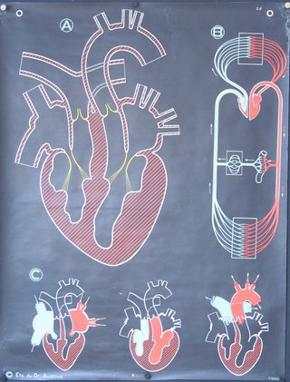 a diagram of the heart