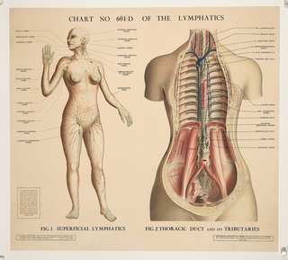 a diagram of a woman's body