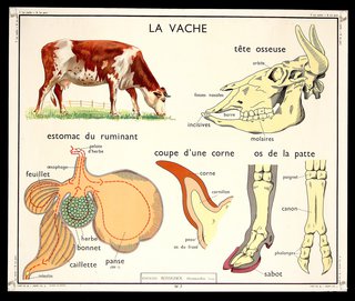 a cow anatomy and parts of a cow
