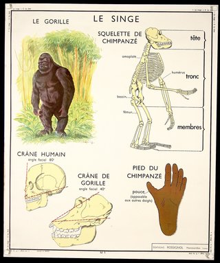 a poster of a gorilla skeleton