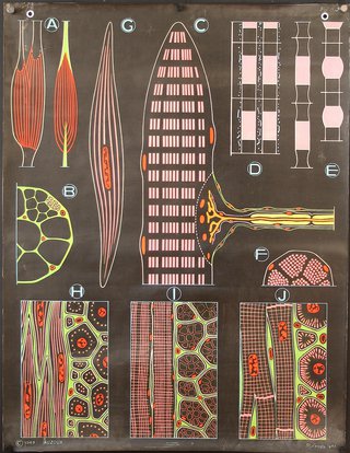 a diagram of the muscle tissue