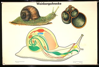a diagram of a snail