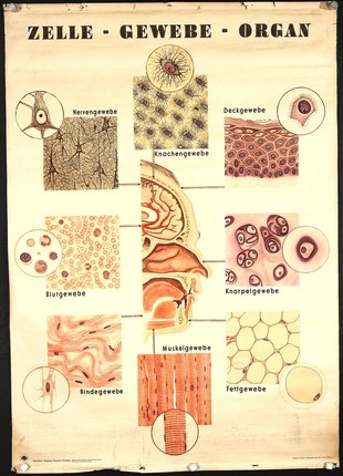 a diagram of cells and cells