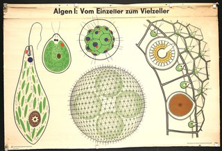 a diagram of a cell